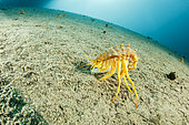 Freshwater isopod, Amphipod gammarus (Acanthogammarus victorii), Lake Baikal, Siberia, Russia