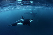 Killer whales, Orcinus orca, hunting for herrings Andenes, Andøya island, North Atlantic Ocean, Norway.
