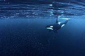 Killer whale, Orcinus orca, hunting for herrings Andenes, Andøya island, North Atlantic Ocean, Norway.
