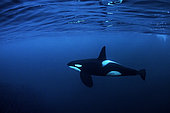 Killer whale, Orcinus orca, hunting for herrings Andenes, Andøya island, North Atlantic Ocean, Norway.