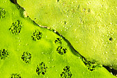 Detail of Sponge (Baikalospongia), Lake Baikal, Siberia, Russia