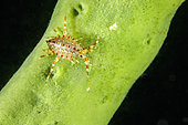 Gammarid amphipod (Brandtia parasitica), endemic to Lake Baikal, always living on sponge, Lake Baikal, Siberia, Russia