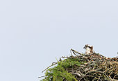 Osprey (Pandion haliaetus) adult observing et nest, Highland, Scotland