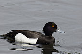 Tufted Duck (Aythya fuligula) male in bridal livery on water, Norway