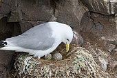 Kittiwake (Rissa tridactyla) discovering her eggs, Scotland