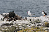 European Shag (Phalacrocorax aristotelis) at nest, Kittiwake (Rissa tridactyla) and Atlantic puffin (Fratercula arctica) on shore, Scotland