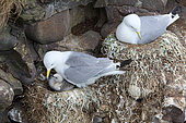 Kittiwake (Rissa tridactyla) feeding a chick at nest, Scotland