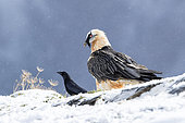 Lammergeier (Gypaetus barbatus), adult with Carrion Crow (Corvus corone) in falling snow, Spanish Pyrenees