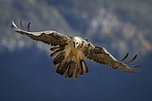 Lammergeier (Gypaetus barbatus), adult about to land, Spanish Pyrenees