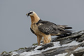 Lammergeier (Gypaetus barbatus), adult in snow, Spanish Pyrenees