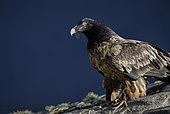 Lammergeier (Gypaetus barbatus), 2nd year immature, Spanish Pyrenees
