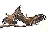 Eurasian Griffon (Gyps fulvus) Vultures spread their wings to dry themselves from a strong storm