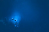 Two dragonflies warm themselves from the cold morning