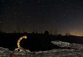 Yellow scorpion (Buthus occitanus) in search of food under the stars