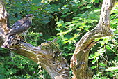 Eurasian sparrowhawk (Accipiter nisus) on a branch, France