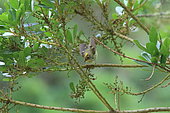 São Miguel goldcrest (Regulus regulus azoricus) on a branch, Azores, Portugal