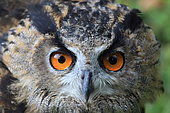 Portrait of Eagle Owl (Bubo bubo), France
