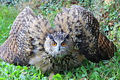 Eagle Owl (Bubo bubo) threatening in the grass, France
