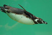 Humboldt penguin (Spheniscus humboldti) swimming