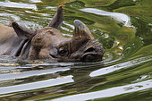 Indian rhinoceros (Rhinoceros unicornis) bathing
