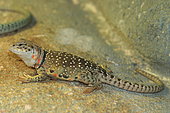 Collared lizard (Crotaphytus collaris)