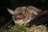 Portrait of Natterer's Bat (Myotis nattereri), France