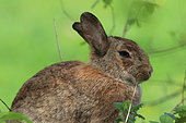 Domestic Rabbit, France
