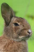 Portrait of domestic Rabbit, France