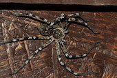 Huntsman spider (Eusparassus dufouri), Extremadura, Spain