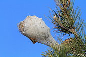 Pine processionary moth (Thaumetopoea pityocampa) caterpillar nest, France