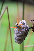Paper wasp (Polistes nimpha) on its nest, France