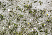 Fallen seeds in fluffy tufts of cotton from white poplar trees (Populus alba) and Daisy (Bellis perennis) flowers. Huelva province, Andalusia, Spain.