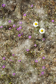 Fallen seeds in fluffy tufts of cotton from white poplar trees (Populus alba), two Daisy (Bellis perennis) and flowers of Red Sand-Spurrey (Spergularia rubra). Huelva province, Andalusia, Spain.