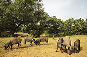 Grazing pigs and holm oaks (Quercus ilex) in the Sierra de Aracena, which is part of the vast Sierra Morena. Huelva province, Andalusia, Spain.