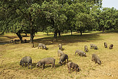 Grazing pigs and holm oaks (Qu Huelva province, Andalusia, Spain.