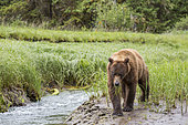 Grizzly (Ursus arctos horribilis) male feeding on grass, Khutzeymateen Grizzly Bear Sanctuary, British Columbia, Canada