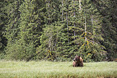 Grizzly (Ursus arctos horribilis) feeding on grass, Khutzeymateen Grizzly Bear Sanctuary, British Columbia, Canada