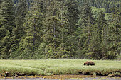 Grizzly (Ursus arctos horribilis) feeding on grass, Khutzeymateen Grizzly Bear Sanctuary, British Columbia, Canada
