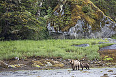 Grizzly (Ursus arctos horribilis) female and her cub in water, Khutzeymateen Grizzly Bear Sanctuary, British Columbia, Canada
