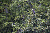 Bald Eagle (Haliaeetus leucocephalus) on a branch, Khutzeymateen Grizzly Bear Sanctuary, British Columbia, Canada