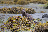 American Mink (Mustela vison) on shore, Khutzeymateen Grizzly Bear Sanctuary, British Columbia, Canada