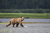 Grizzly (Ursus arctos horribilis) walking in water, Khutzeymateen Grizzly Bear Sanctuary, British Columbia, Canada