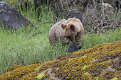Grizzly (Ursus arctos horribilis) feeding on Lingby's Sedge, Khutzeymateen Grizzly Bear Sanctuary, British Columbia, Canada