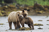Grizzly (Ursus arctos horribilis) female and her cub looking for shellfish on the shore, Khutzeymateen Grizzly Bear Sanctuary, British Columbia, Canada