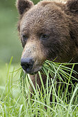 Grizzly (Ursus arctos horribilis) feeding on Lingby's Sedge, Khutzeymateen Grizzly Bear Sanctuary, British Columbia, Canada