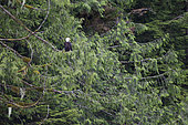 Bald Eagle (Haliaeetus leucocephalus) on a branch, Khutzeymateen Grizzly Bear Sanctuary, British Columbia, Canada