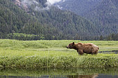 Grizzly (Ursus arctos horribilis) feeding on Lingby's Sedge, Khutzeymateen Grizzly Bear Sanctuary, British Columbia, Canada