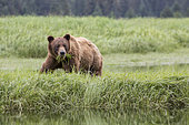 Grizzly (Ursus arctos horribilis) feeding on Lingby's Sedge, Khutzeymateen Grizzly Bear Sanctuary, British Columbia, Canada