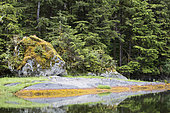 Primary forest, Khutzeymateen Grizzly Bear Sanctuary, British Columbia, Canada