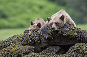 Grizzly (Ursus arctos horribilis) female and her cub at rest, Khutzeymateen Grizzly Bear Sanctuary, British Columbia, Canada